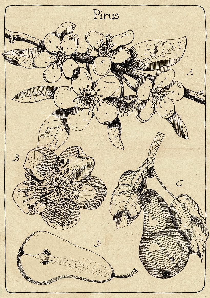 Final, composition