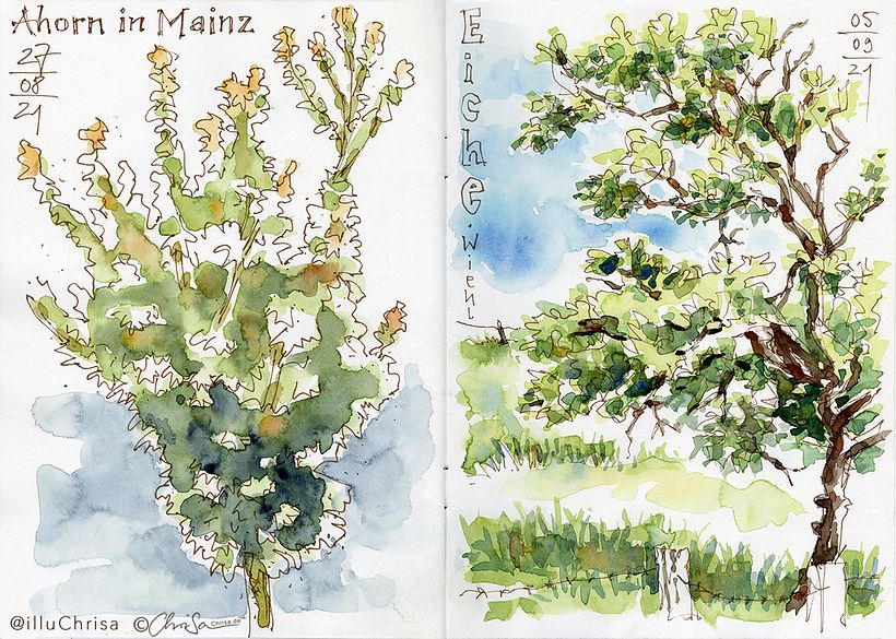 Nature Sketching 4
