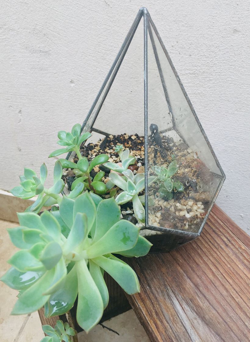 Terrario  - Interior Design