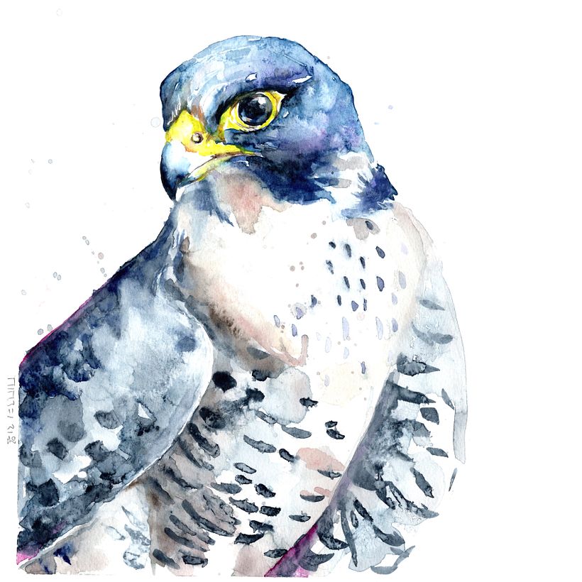 Wanderfalke_peregrine falcon