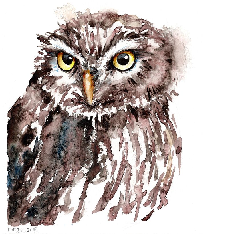 Steinkauz_little owl