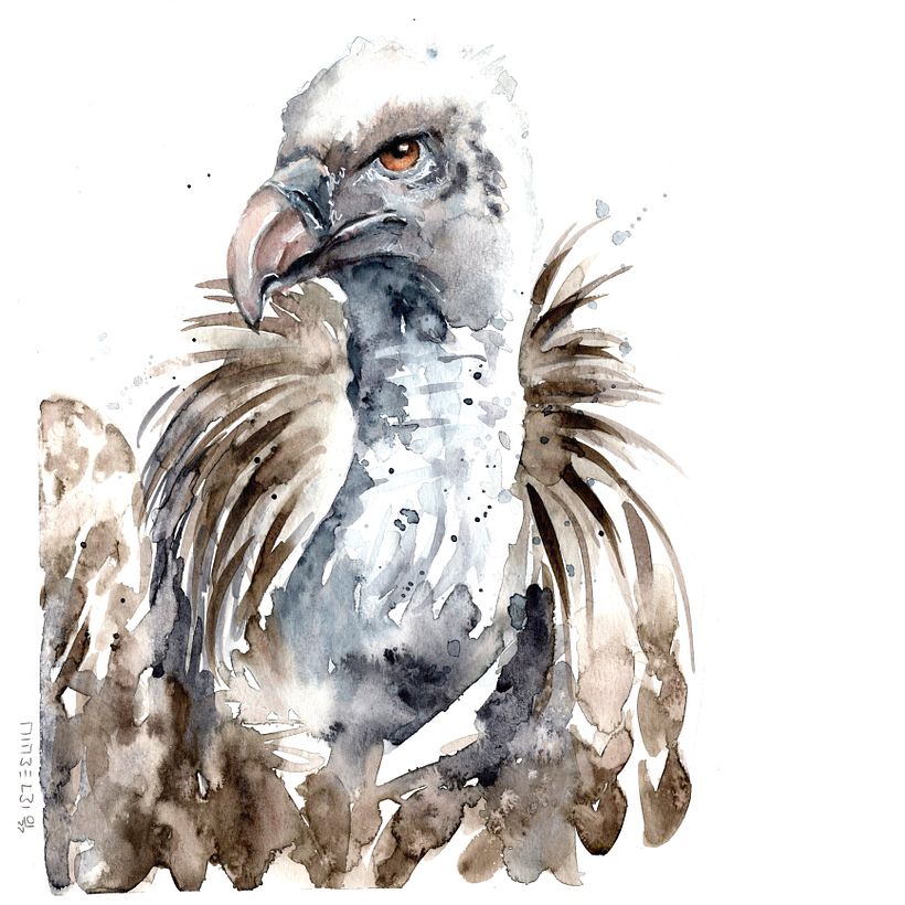 Geier_vulture