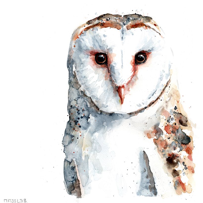 Schleiereule_barn owl