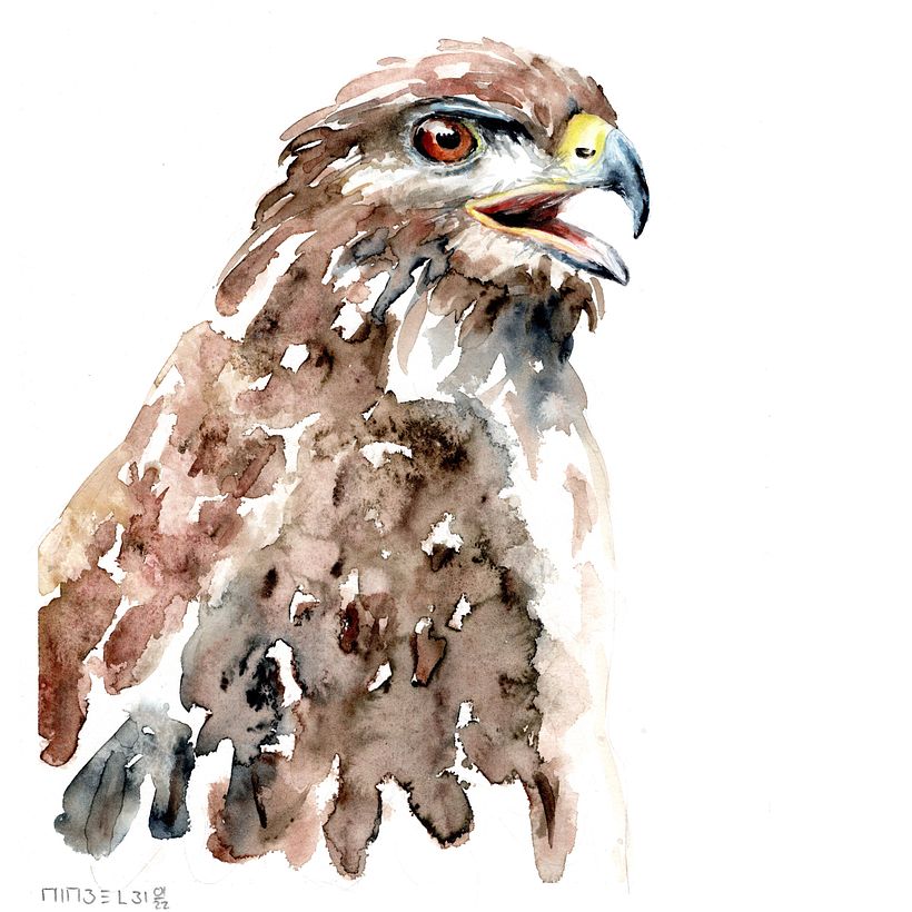 Mäusebussard_buzzard
