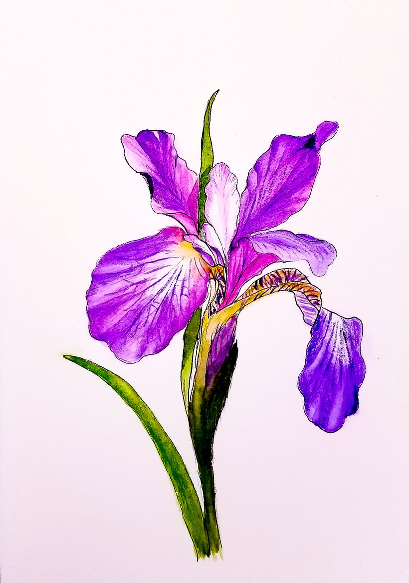 Watercolor & Ink Work 6