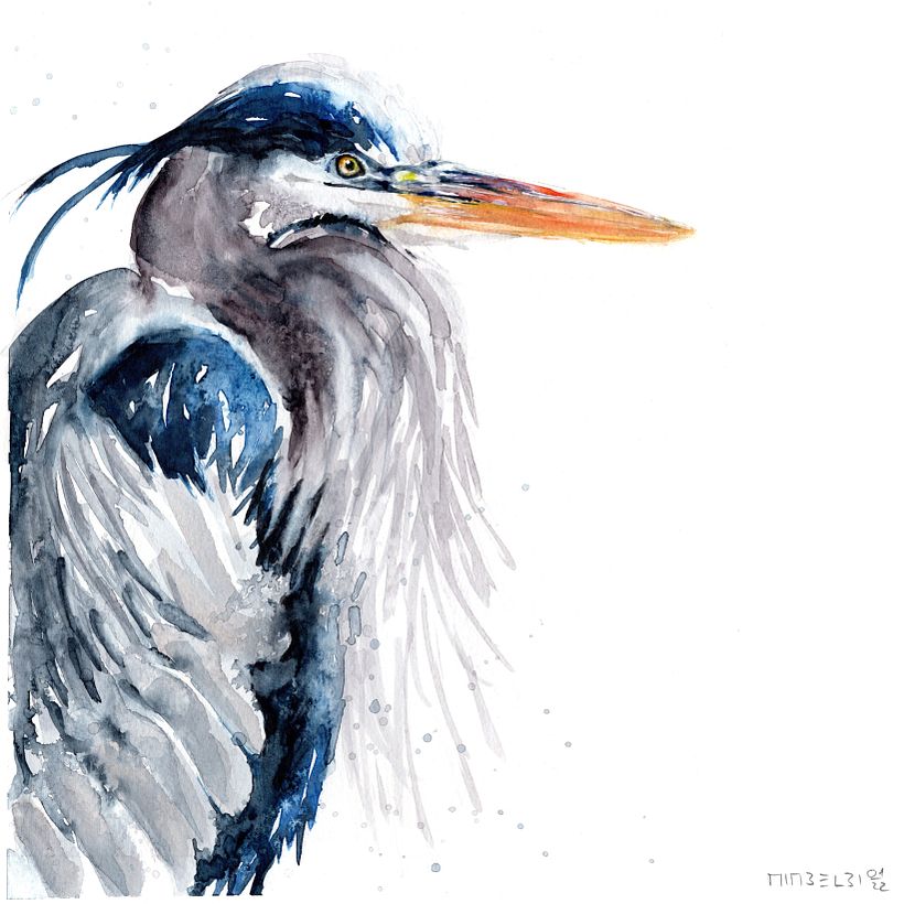 Fischreiher_heron