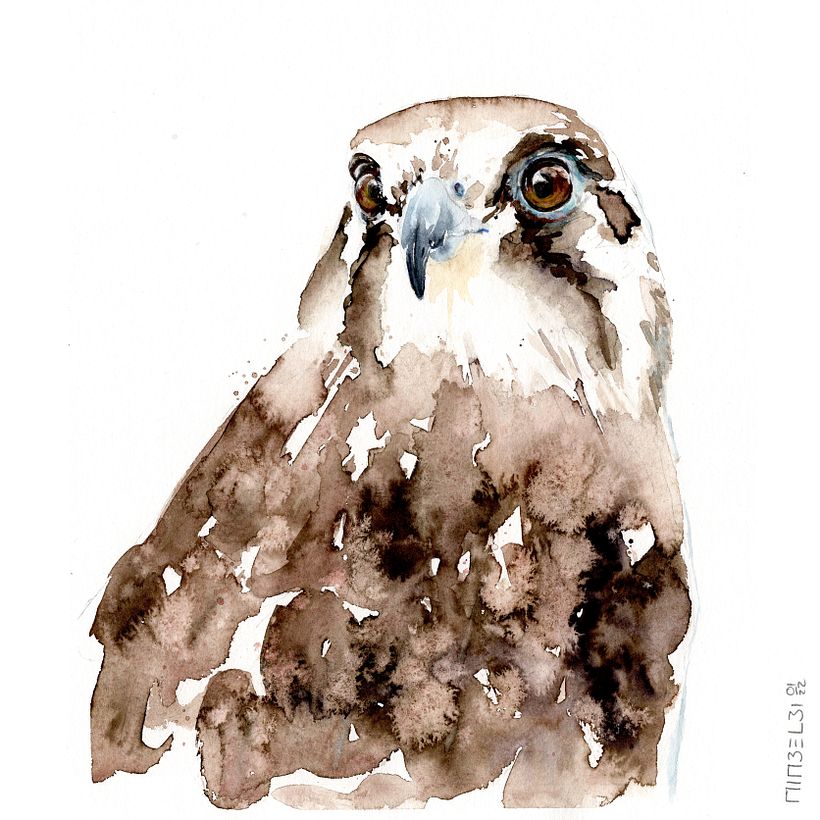 Bussard-buzzard