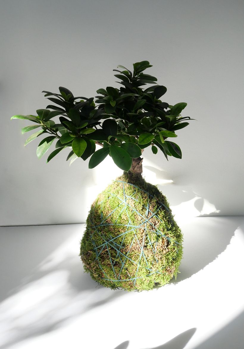Mon projet du cours : Kokedama : créez un pot naturel avec de la mousse  1