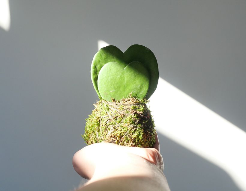 Mon projet du cours : Kokedama : créez un pot naturel avec de la mousse  2