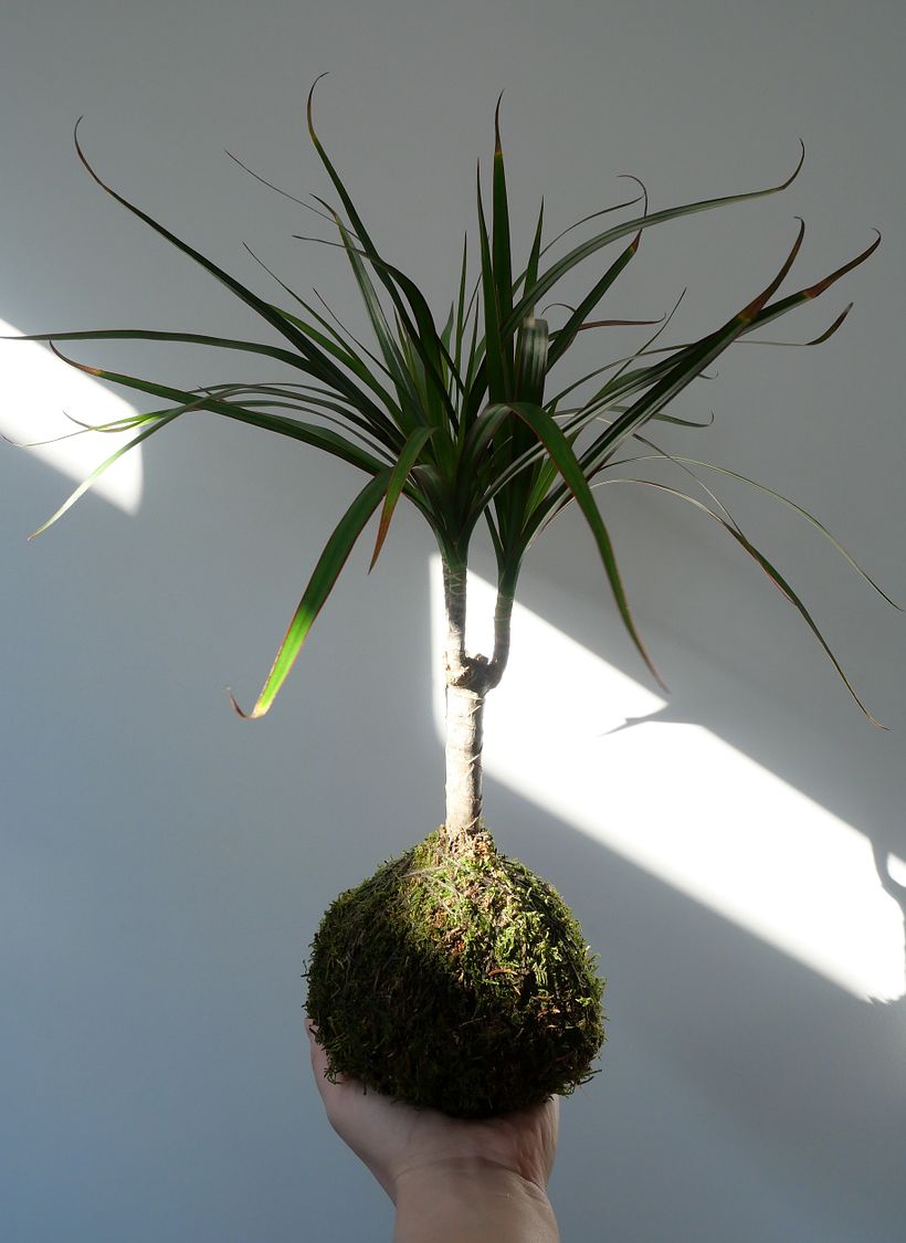 Mon projet du cours : Kokedama : créez un pot naturel avec de la mousse  3