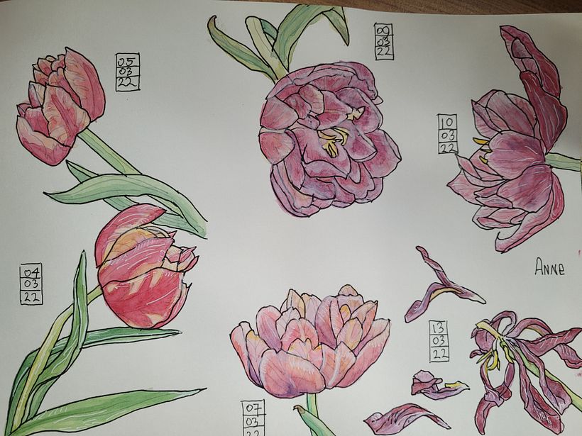 Mijn project van de cursus: Het botanische sketchbook: een meditatieve benadering 13