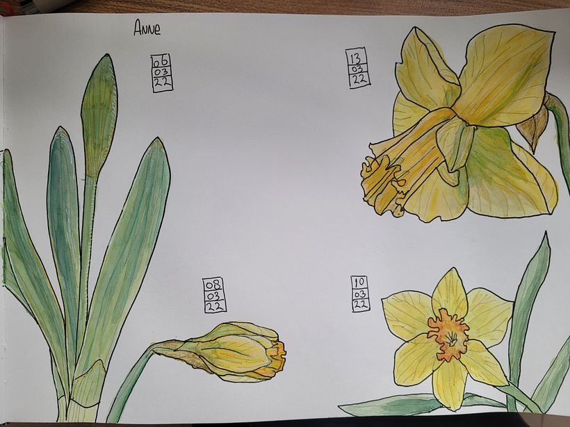 Mijn project van de cursus: Het botanische sketchbook: een meditatieve benadering 11