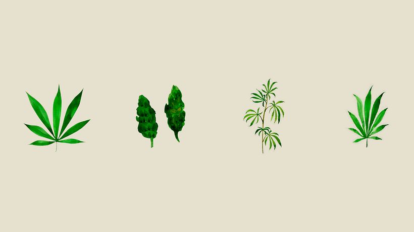 Meristem Farms 6