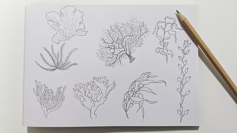Sketches for the underwater plants