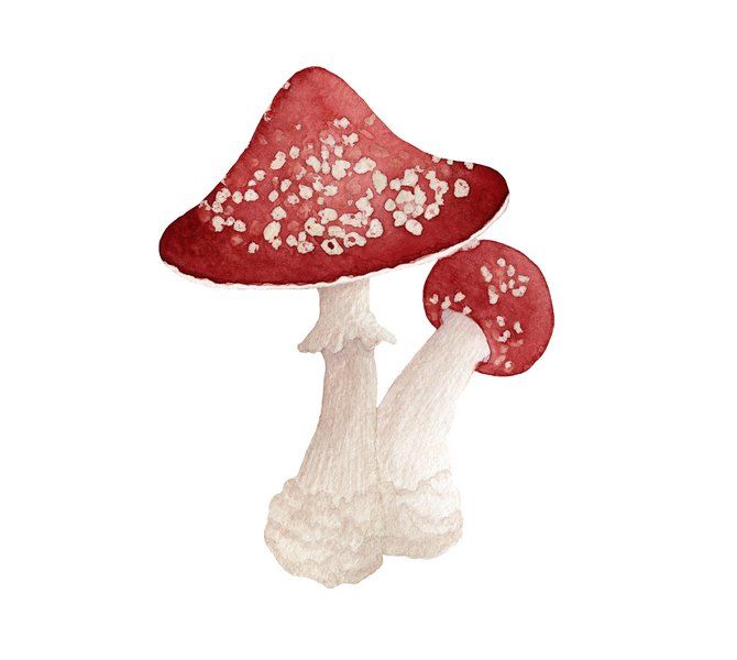 fly agaric