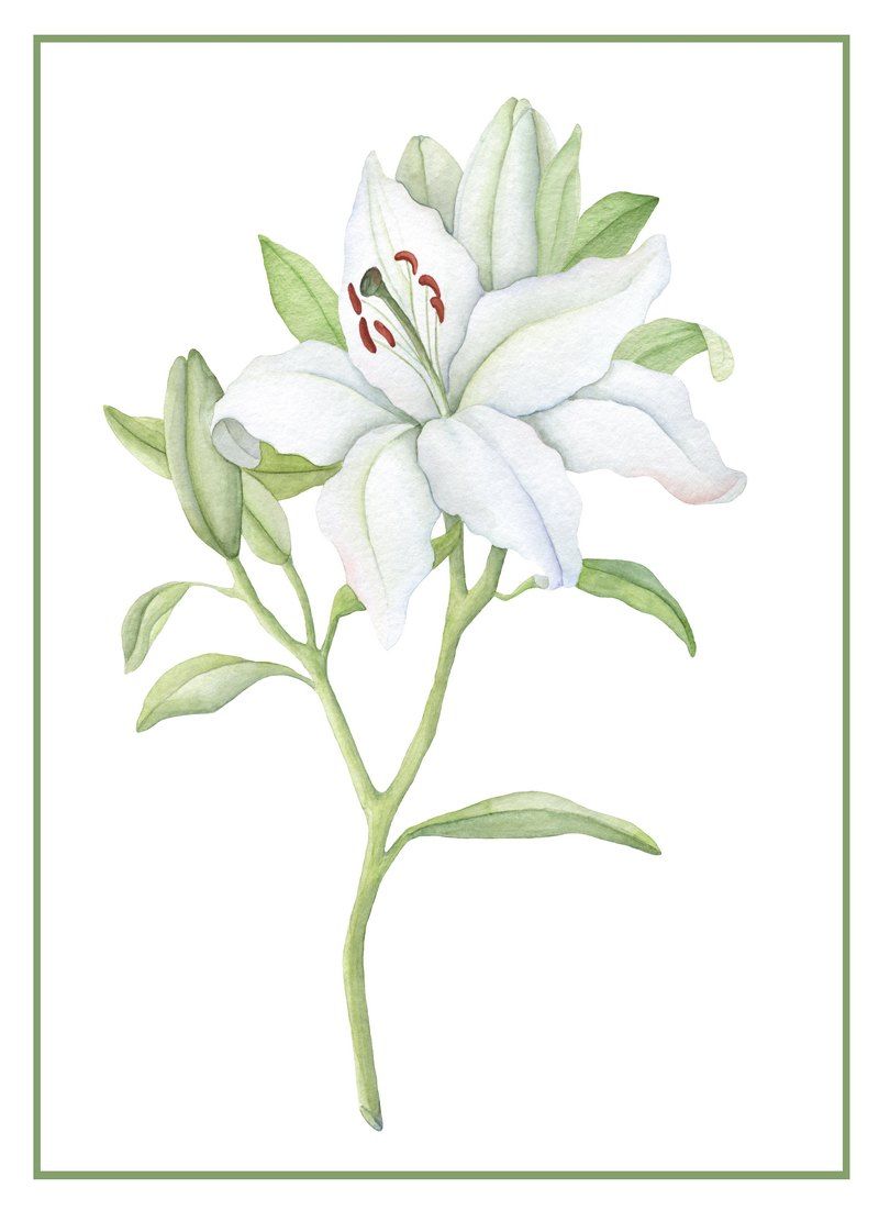 lilies