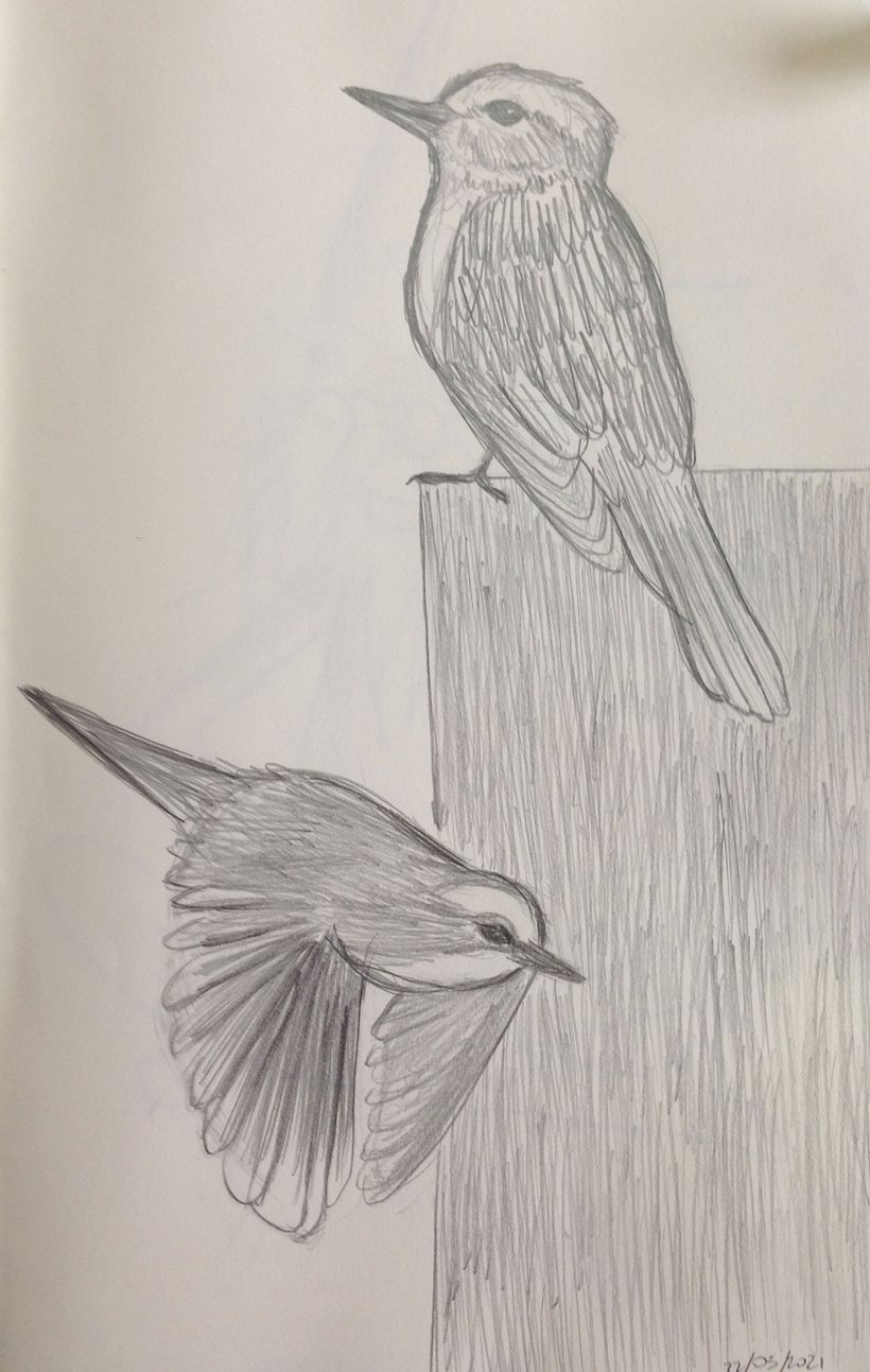 Mi Proyecto del curso: Dibujo para principiantes nivel -1 8