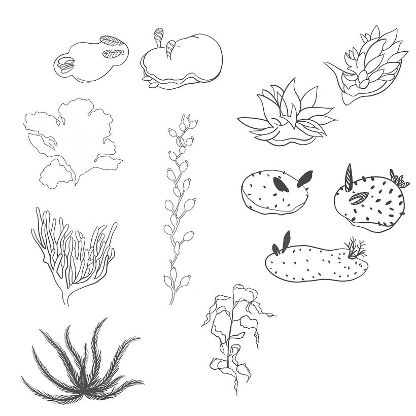 Line drawing of my secondary elements
