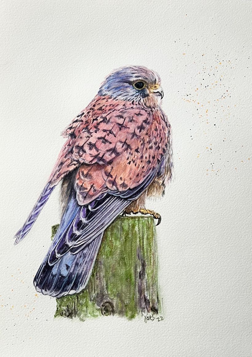 Kestrel: Original watercolor, 11 x 14, 2022 - photograph courtesy of Rob van Mourick
