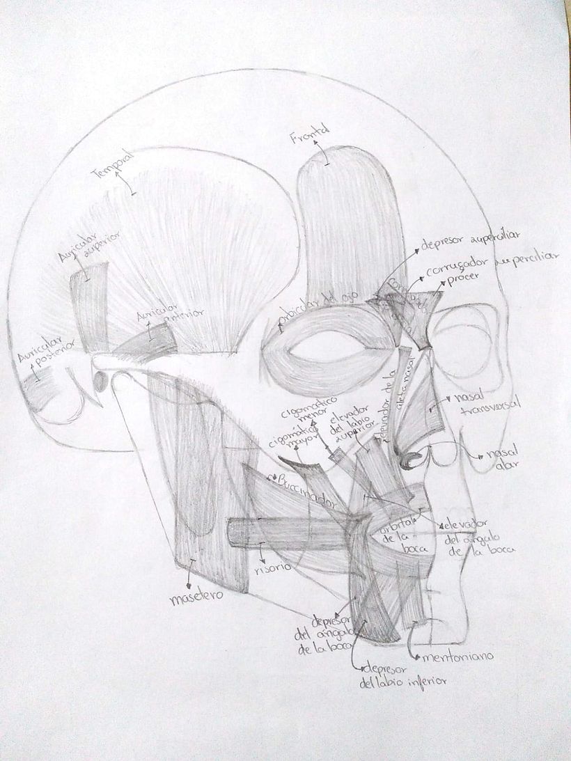 My project for course: Figure Drawing: The Human Head 2