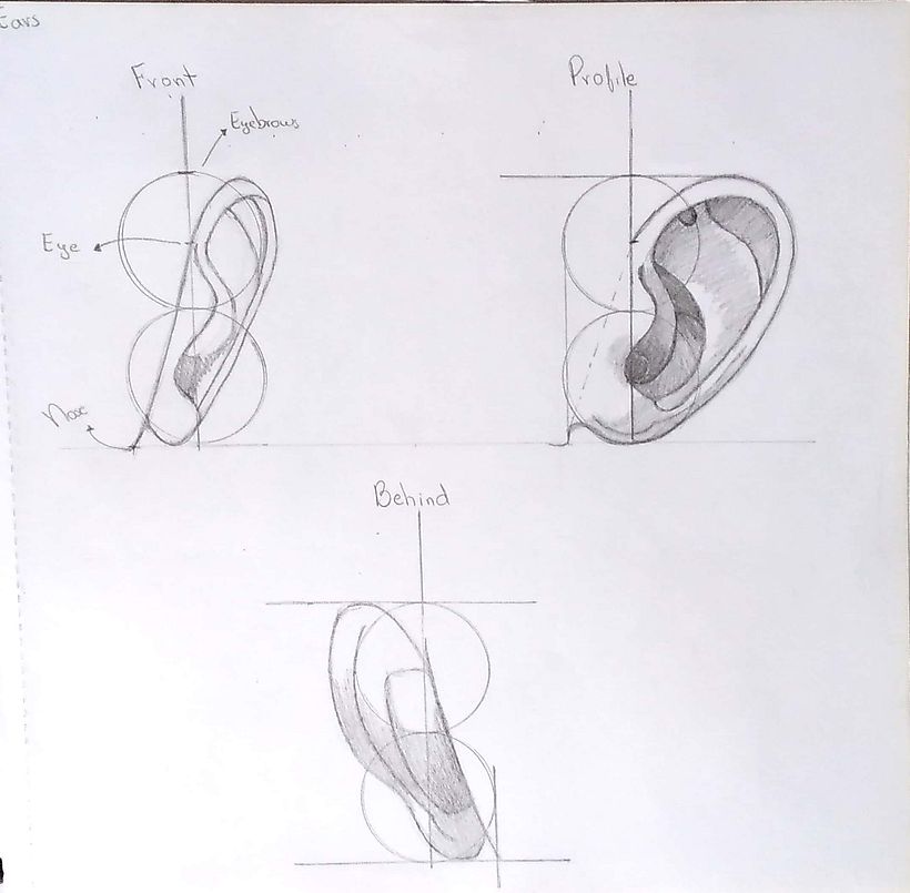 My project for course: Figure Drawing: The Human Head 7