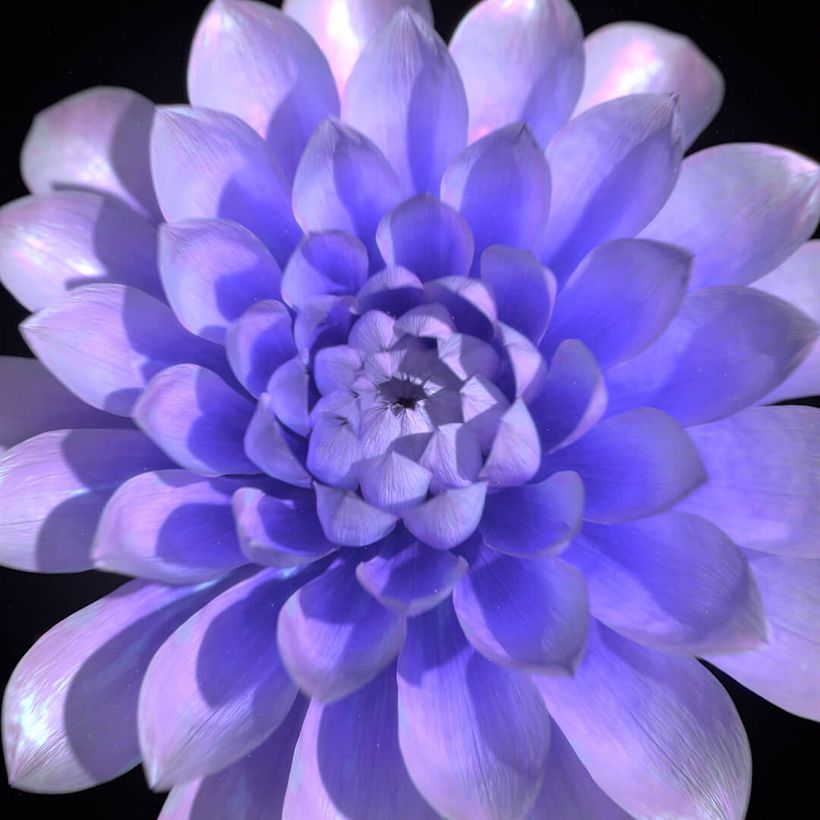 Burst Lavender 6