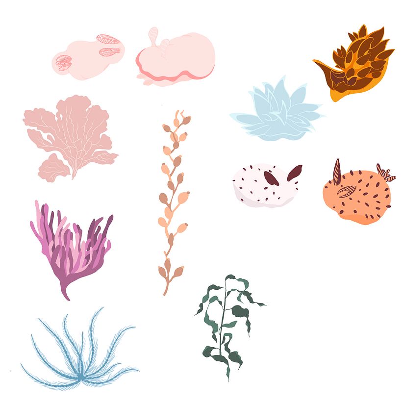 Secondary Illustrations in Procreate