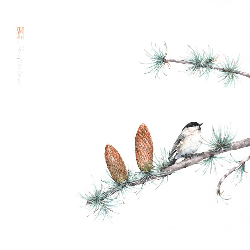 CEDRUS ATLANTICA "GLAUCA" E CINCIA BIGIA (mese di marzo), acquerello su carta intelaiata cm 30x30