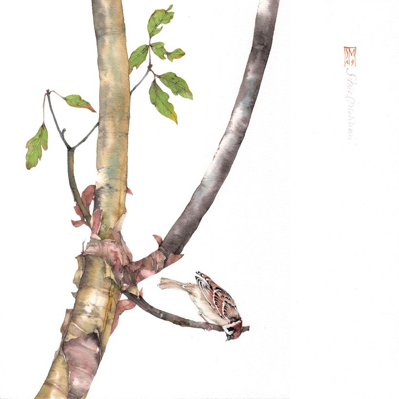 ACER GRISEUM e PASSERO DOMESTICO, acquerello su carta intelaiata cm 30x30