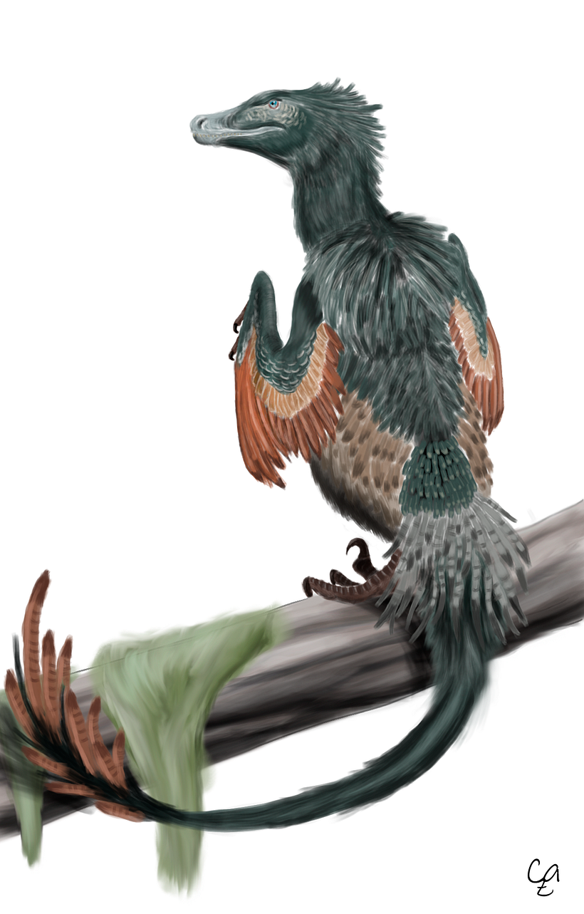 Acheroraptor 1