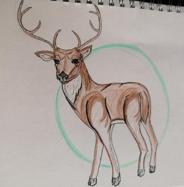 My project for course: Animal Illustration: Capturing Wildlife in a Sketchbook 5