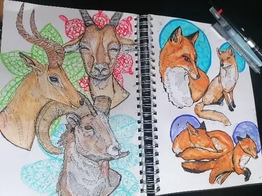 My project for course: Animal Illustration: Capturing Wildlife in a Sketchbook 8