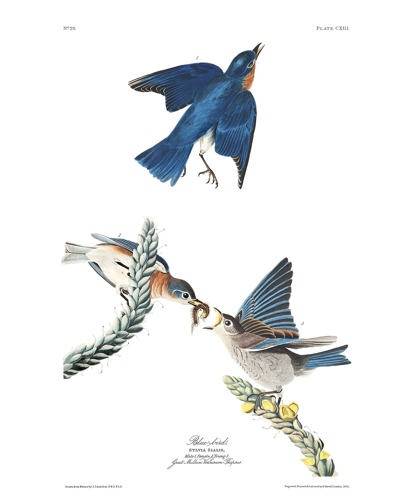 Audubon stellte Vögel in besonderen Momenten ihres täglichen Lebens dar.