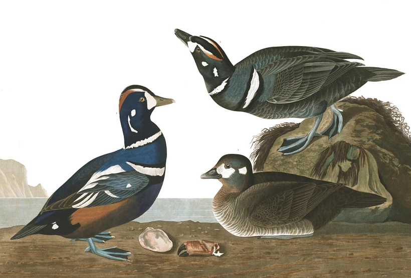 Harlekin-Ente.