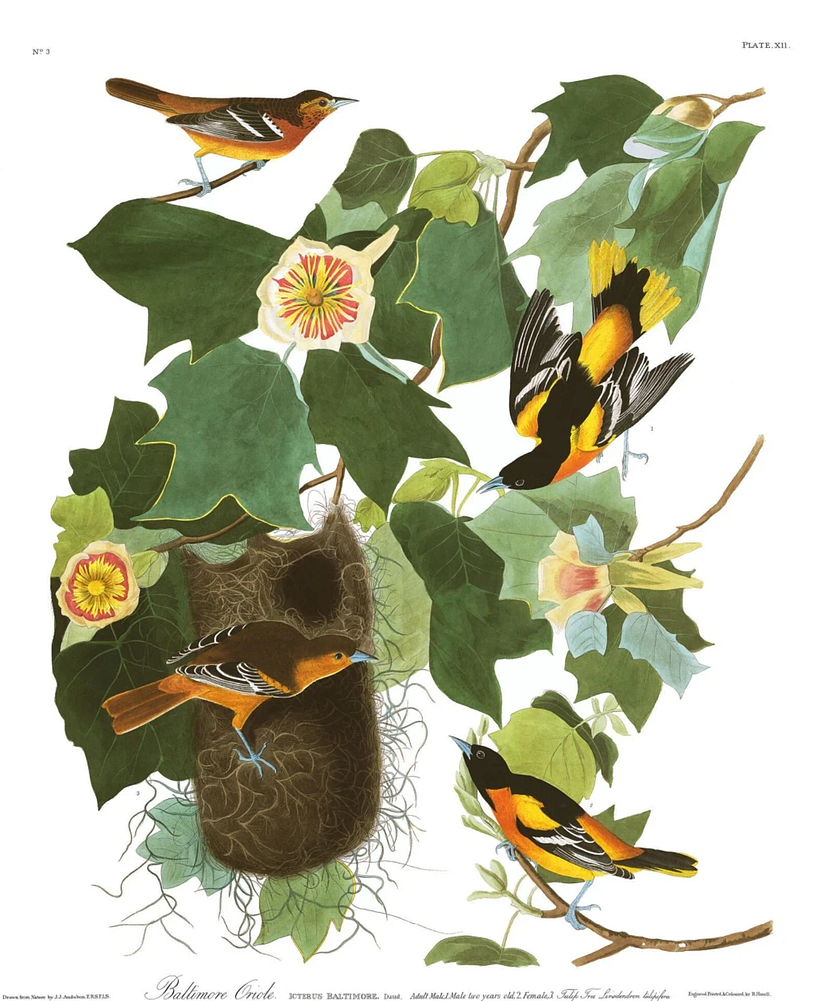 Baltimore Oriole.