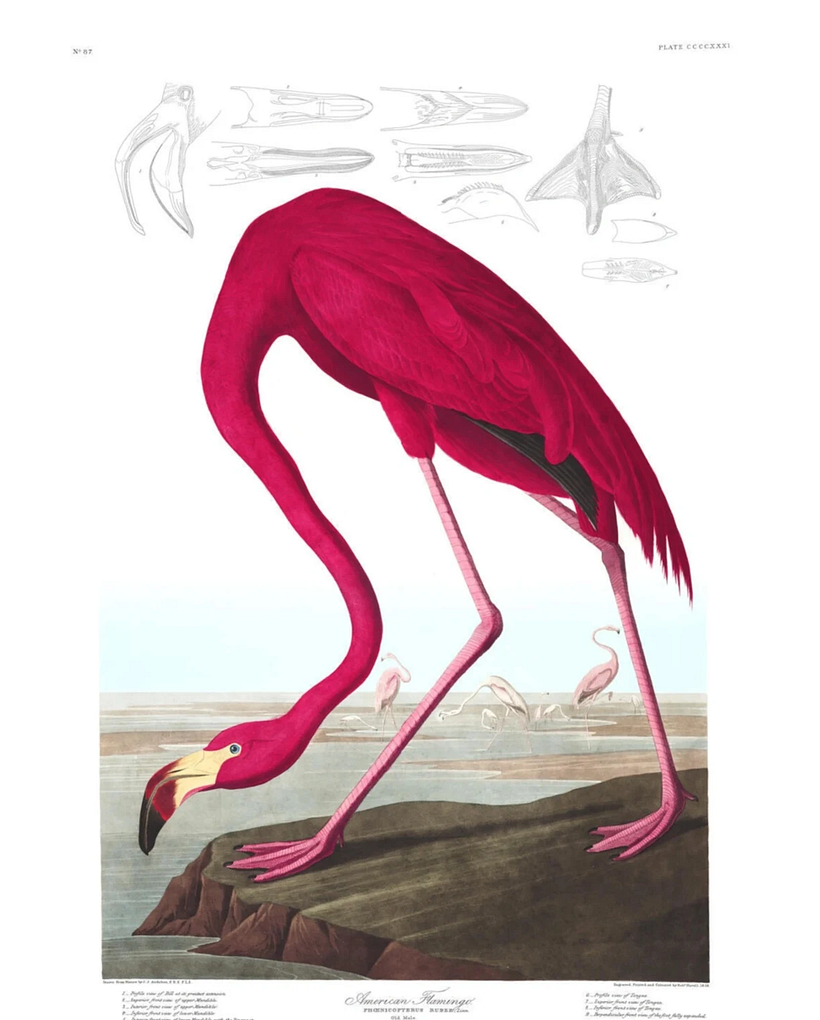 Amerikanischer Flamingo.