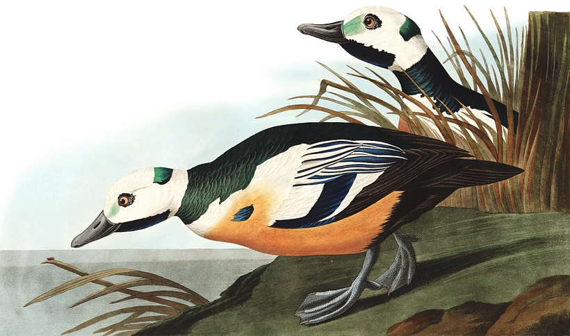 Westliche Ente.