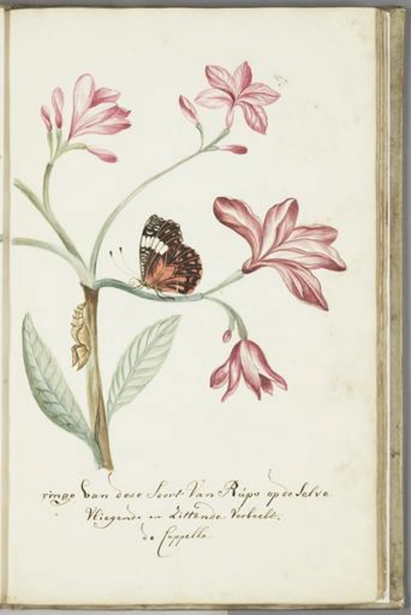 Illustration des deutschen Kartographen Cornelis Markée (1709/1711-1769).
