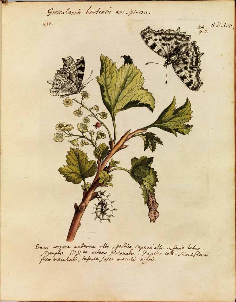 Maria Sibylla Merian (1647–1717).
