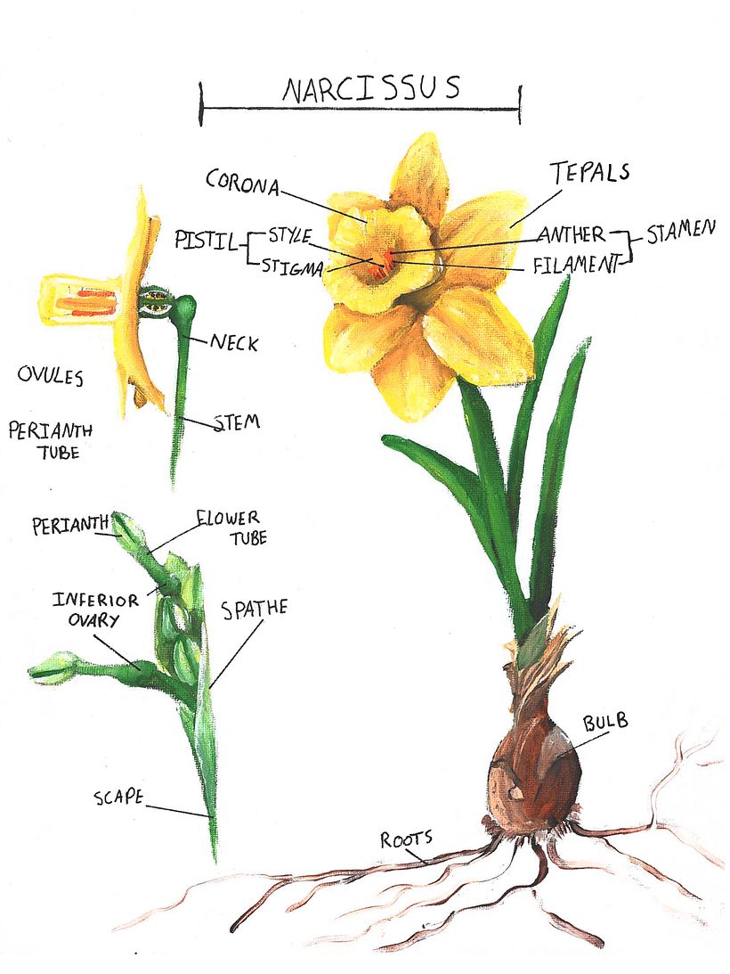 Flower Dissection 1
