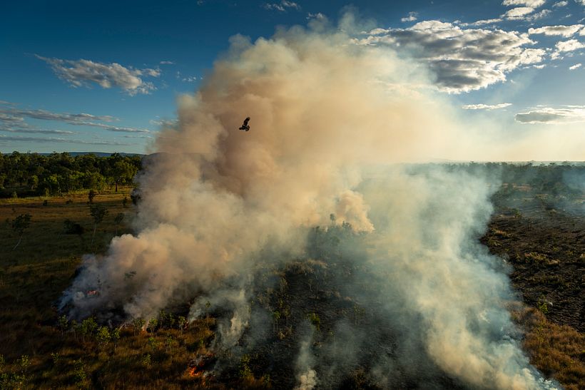 Un milano negro vuela sobre el fuego encendido por cazadores en Mamadawerre. Matthew Abbott, National Geographic.
