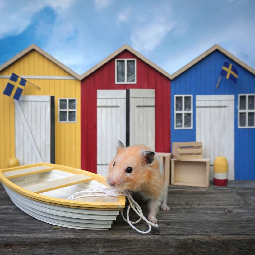 Martin the Hamster 2