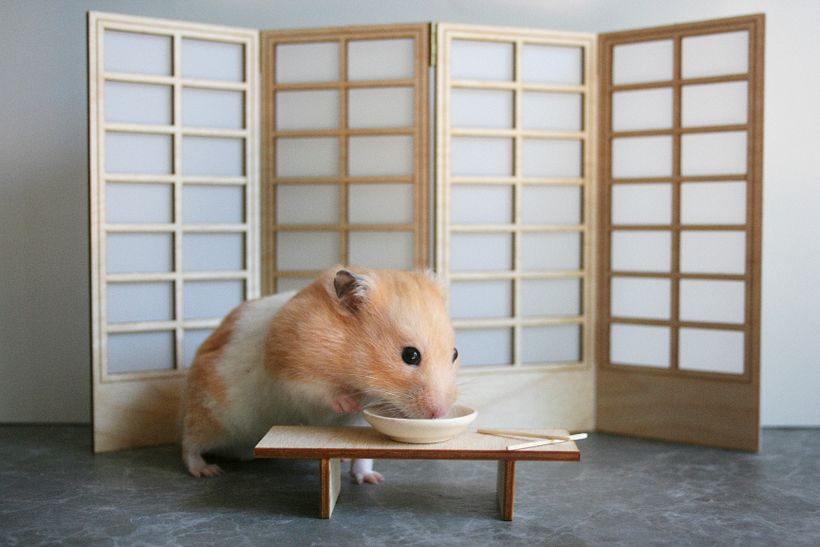 Martin the Hamster 3