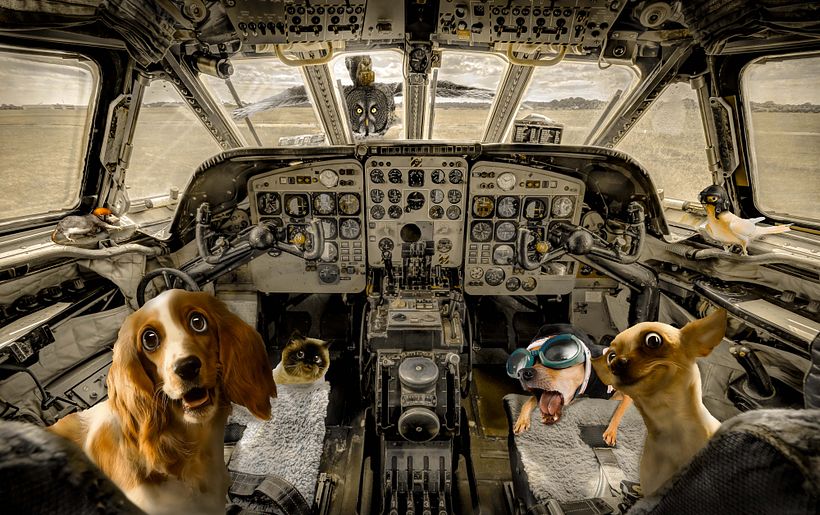 Animal_Pilot 1
