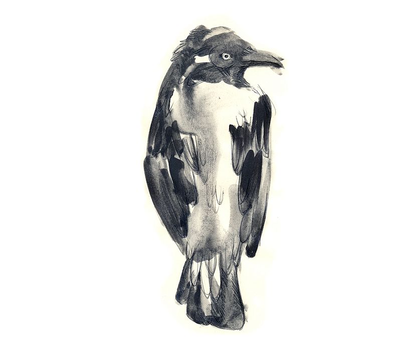 Proyecto personal de ilustración. Pájaros  5