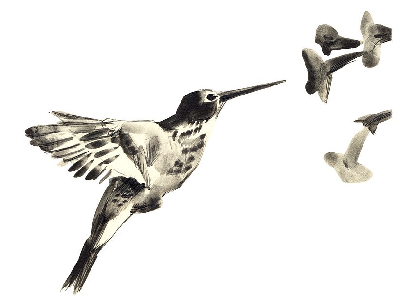 Proyecto personal de ilustración. Pájaros  6