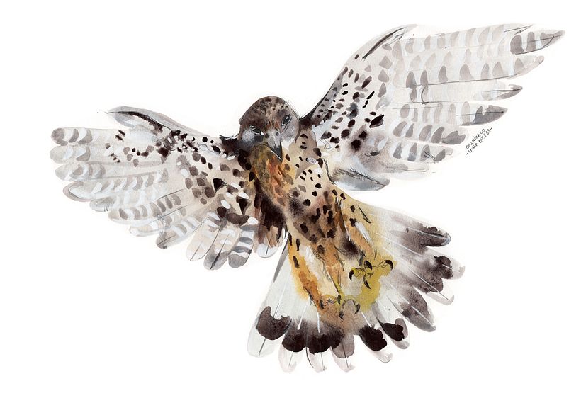 Proyecto personal de ilustración. Pájaros  7