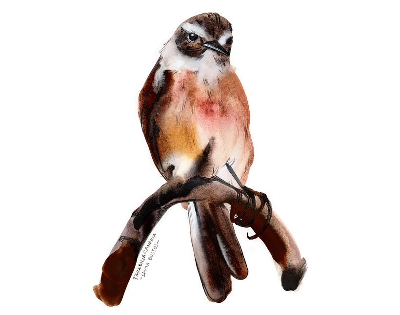 Proyecto personal de ilustración. Pájaros  8