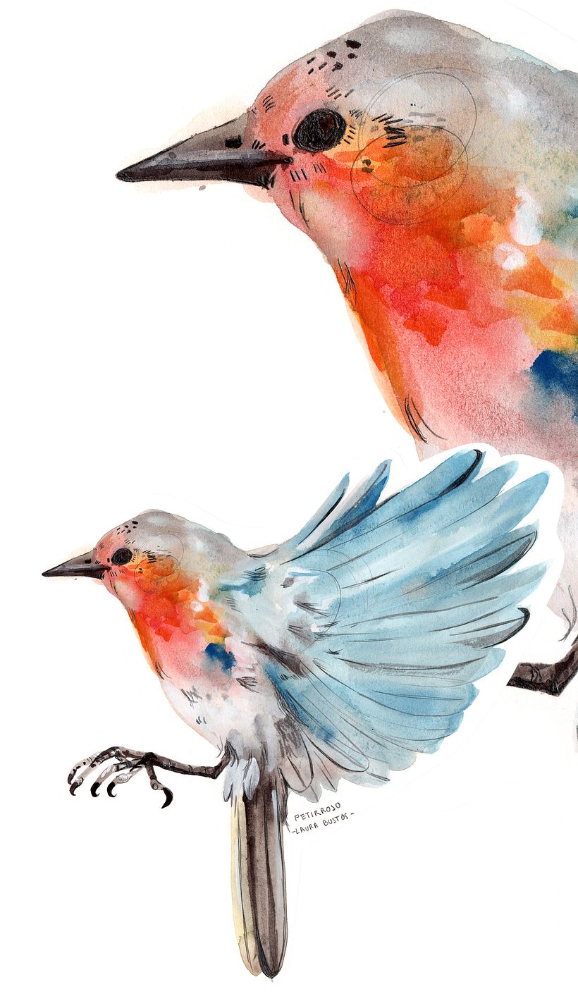 Proyecto personal de ilustración. Pájaros  9