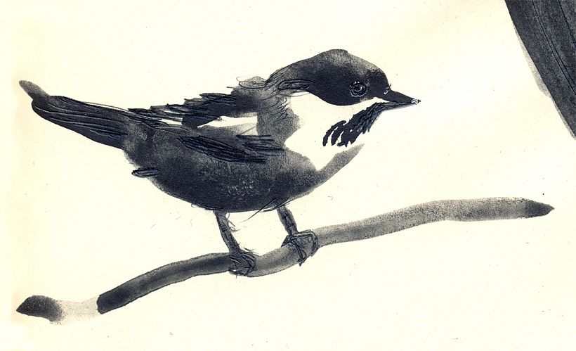 Proyecto personal de ilustración. Pájaros  10